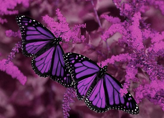 2 purple monarch butterflies flying