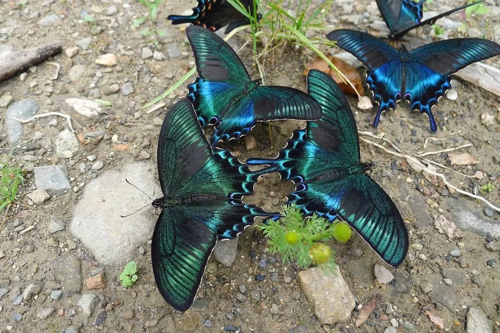 6 Papilio maackii (Alpine Black Swallowtail) Butterflies on soil