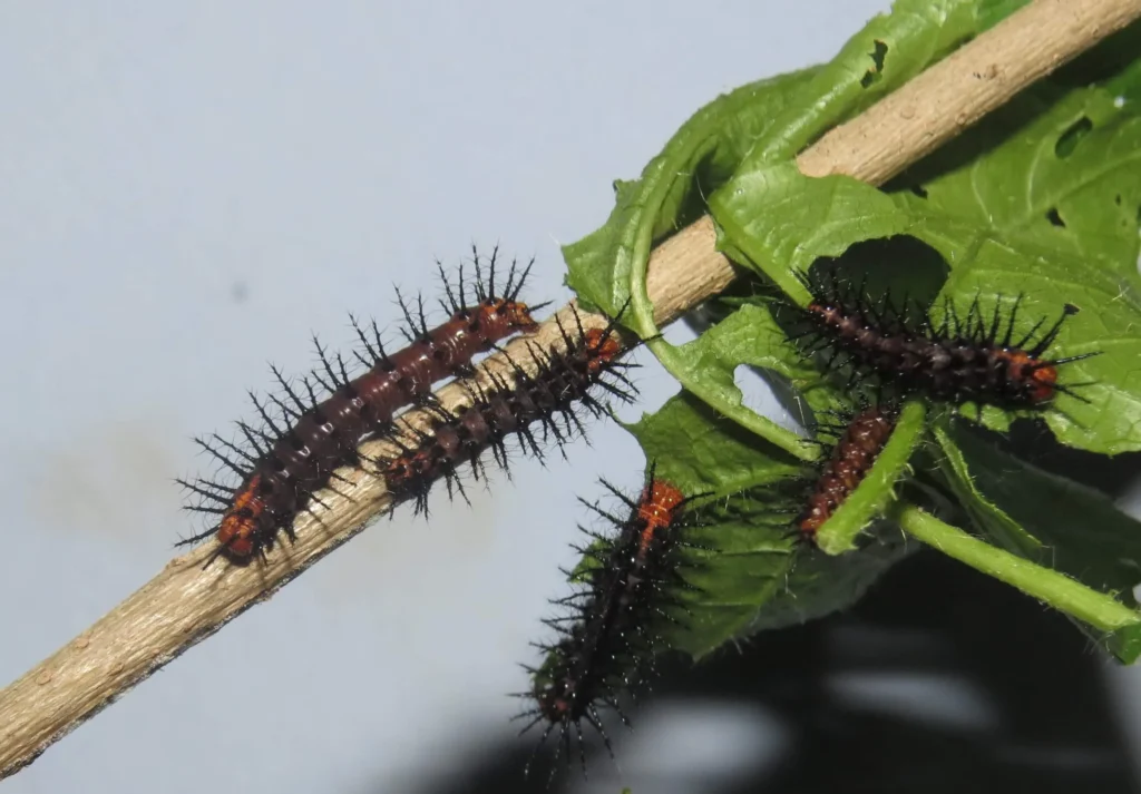 Acraea Terpsicore (Tawny Coster) caterpillar larvae stage