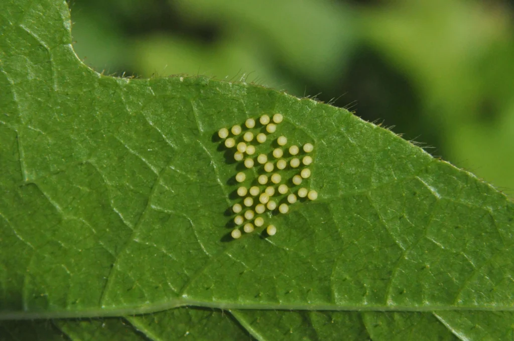 Acraea Terpsicore (Tawny Coster) eggs on leaf