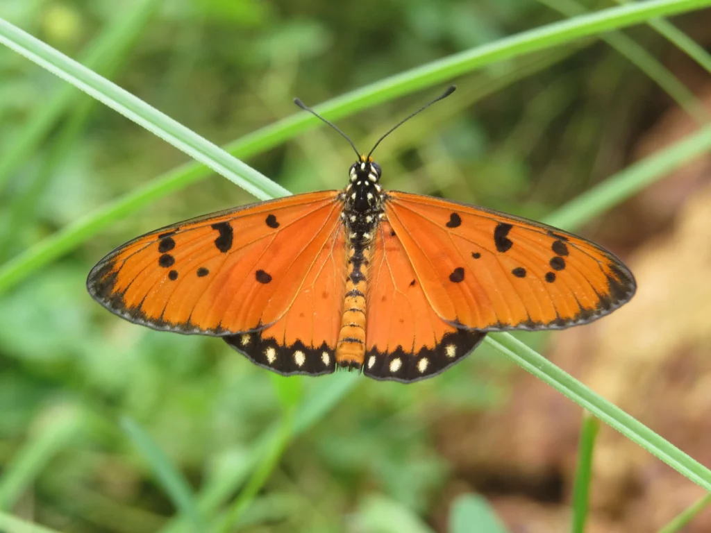 Acraea Terpsicore butterfly flying
