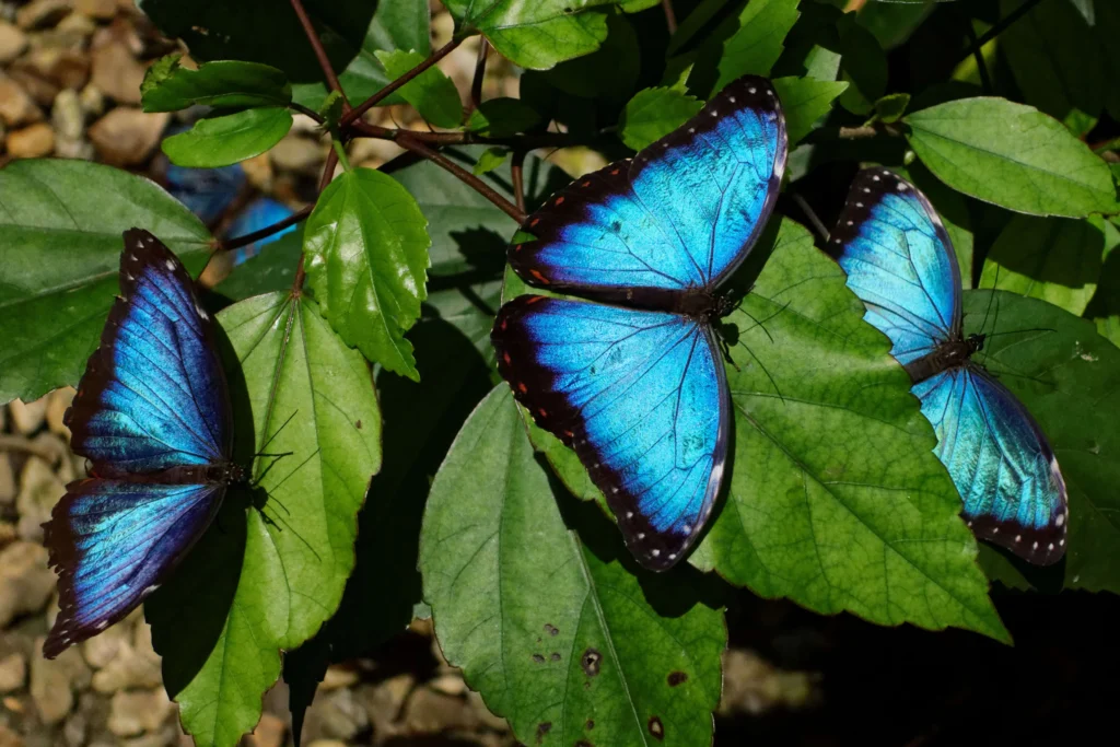 Trio of vibrant Blue Morpho butterflies nestled among fresh green leaves
