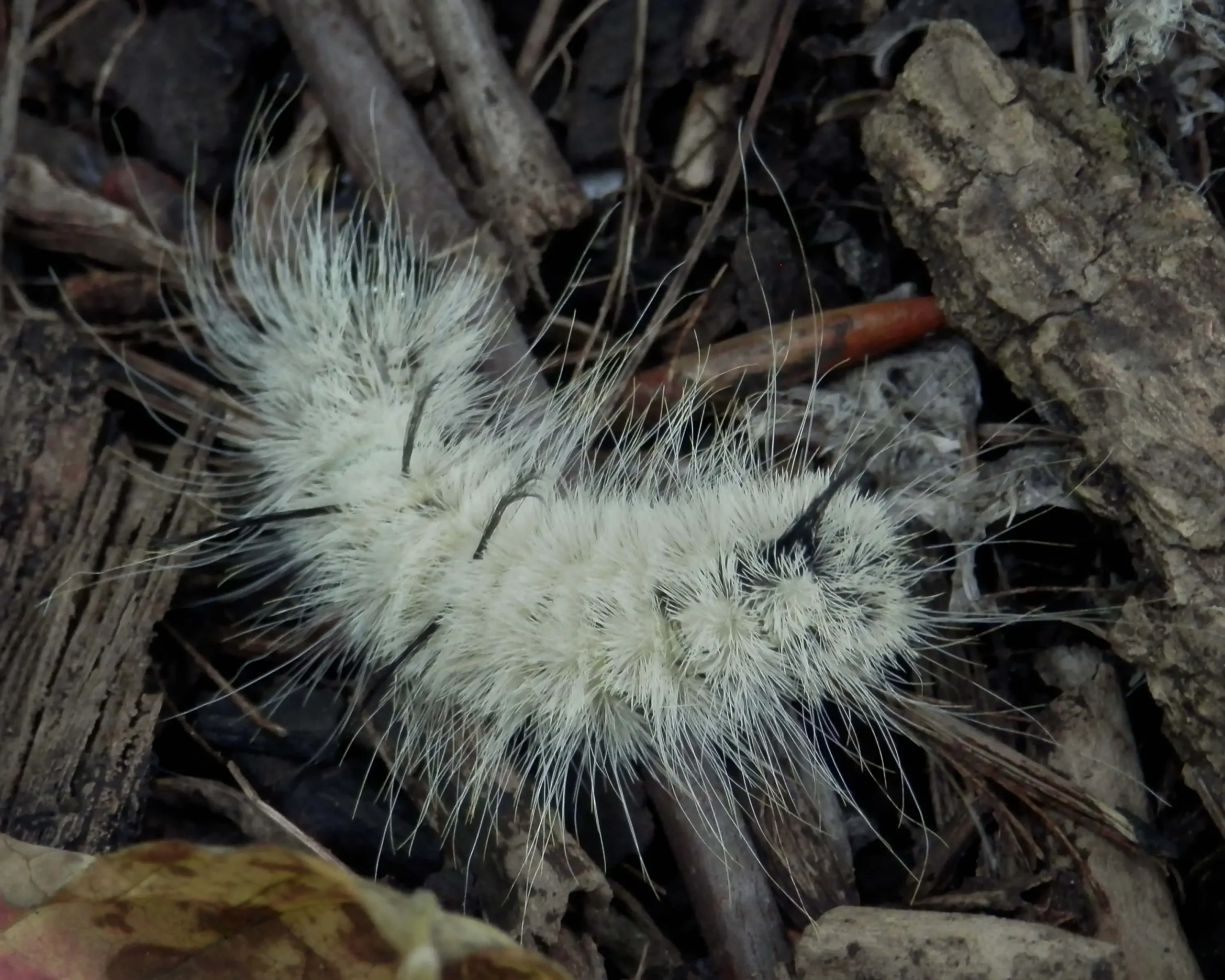 Bright-yellow-caterpillar-with-black-spikes