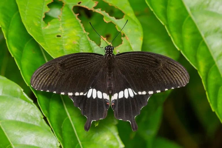 Common Mormon Butterfly (Papilio polytes): A Detailed Guide