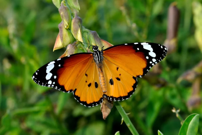 Plain Tiger Butterfly (Danaus chrysippus): A Detailed Guide