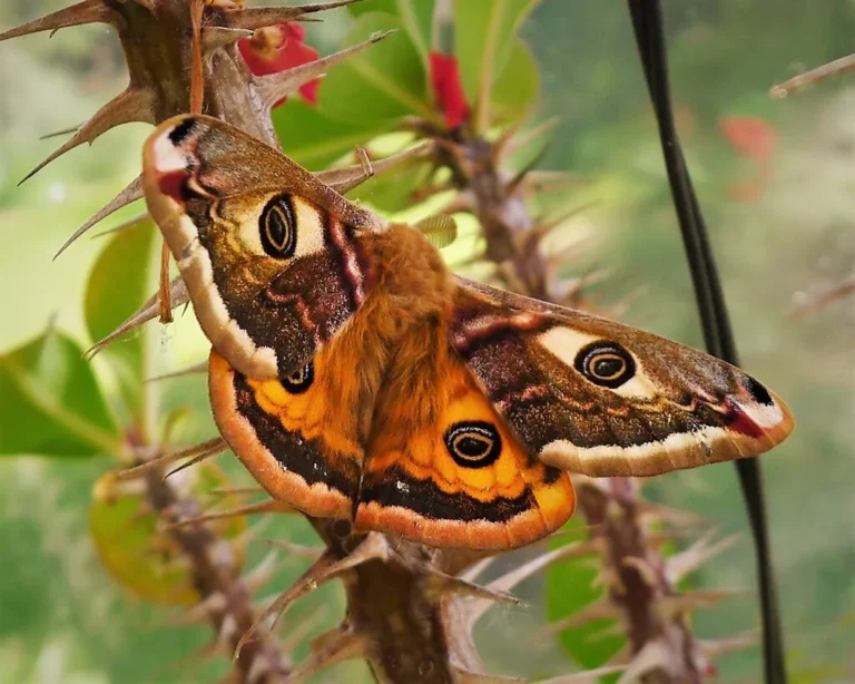25 Colorful And Pretty Moth Species: Challenging Ugly Myths