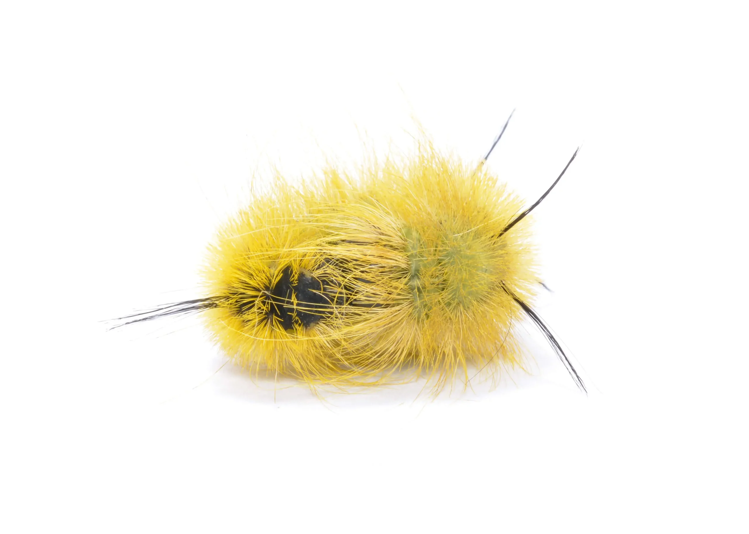 Fuzzy-yellow-caterpillar-with-black-spikes