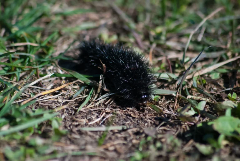 Is the Giant Leopard Moth Caterpillar Poisonous? The Facts Revealed