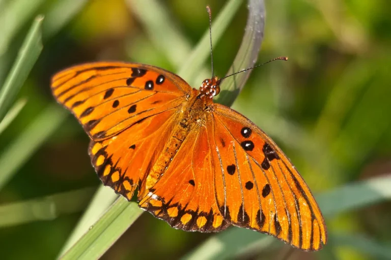 Discover Butterflies & Moths That Look Like Monarchs: A Detailed Guide