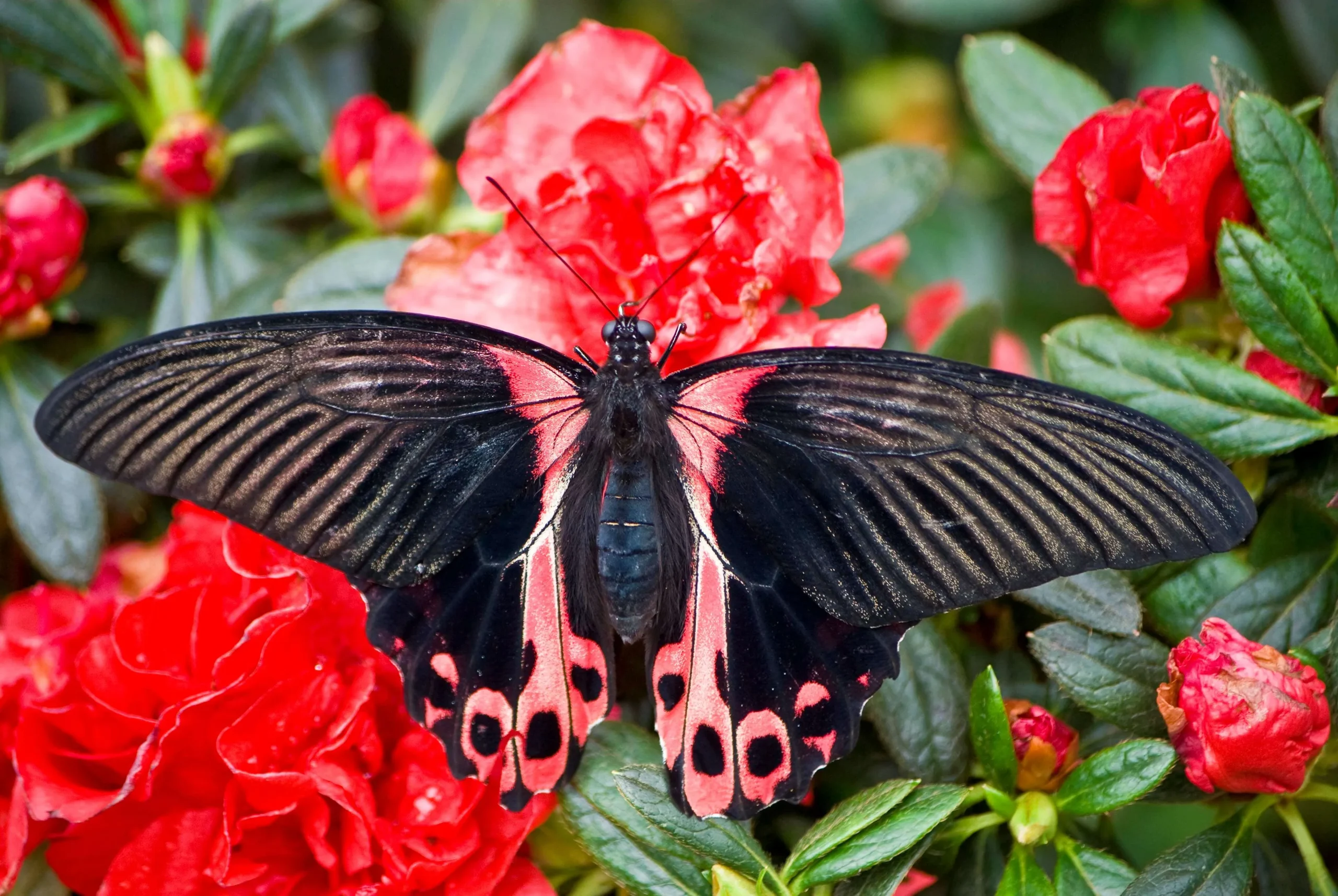Papilio Rumanzovia (scarlet swallowtail)