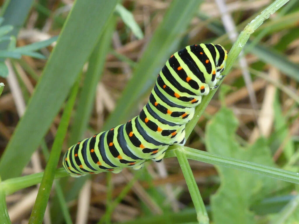 Papilio alexanor larvae