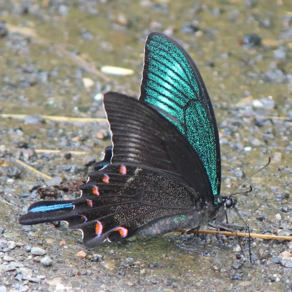 Papilio maackii (Alpine Black Swallowtail) Butterfly