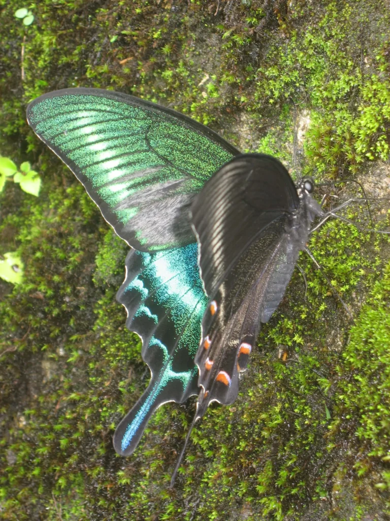 Papilio maackii (Alpine Black Swallowtail) on grass