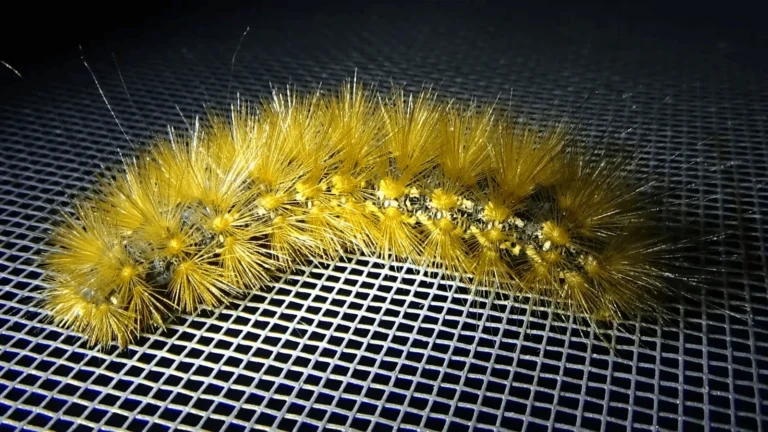 Is Salt Marsh Moth Caterpillar Poisonous? Facts Revealed!