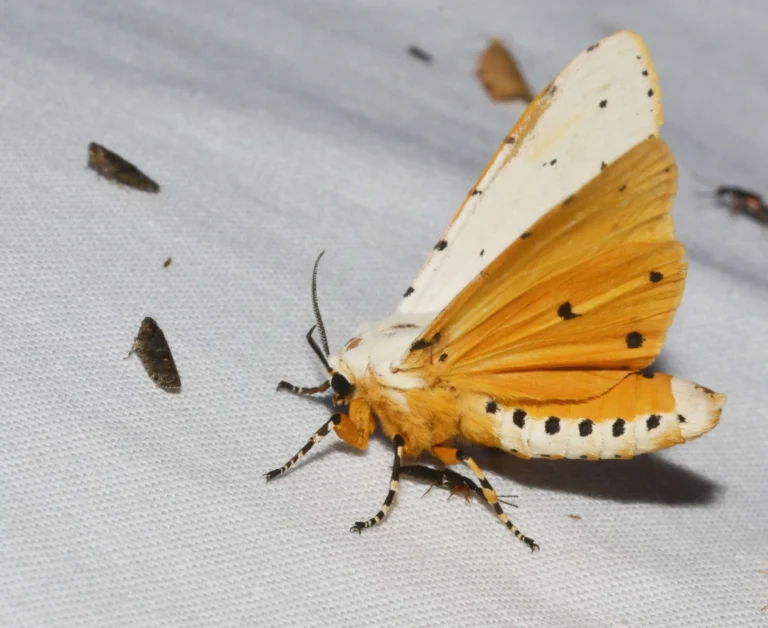 The World of the Salt Marsh Moth: From Beauty to Biology