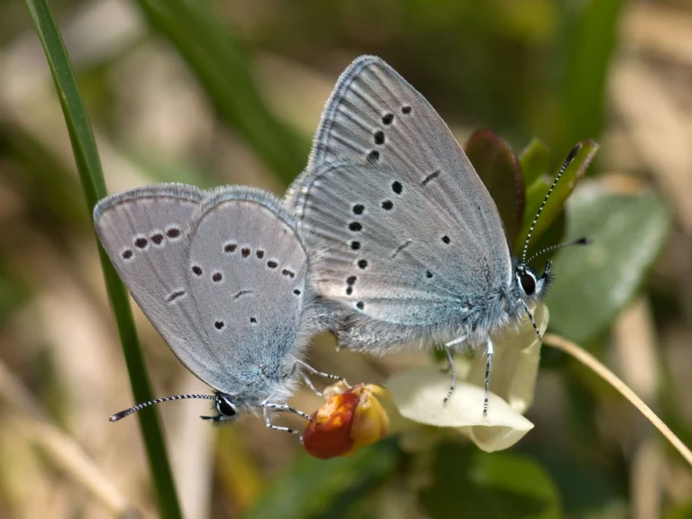 Butterflies Of Italy: 40 Beautiful Species, Fun Facts & Tips
