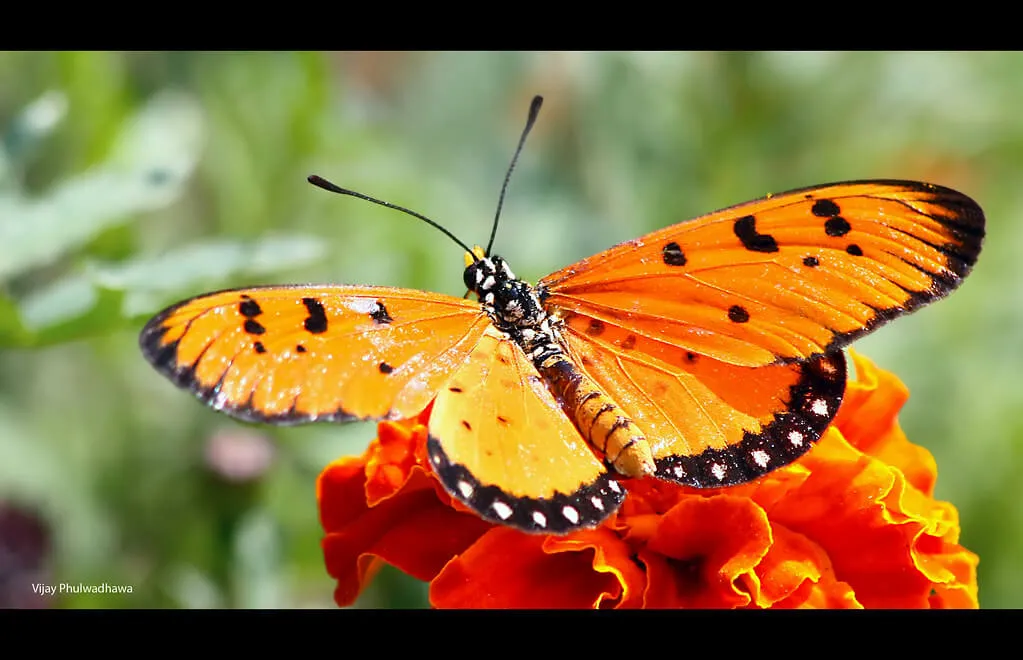 Tawny Coster butterfly on flower