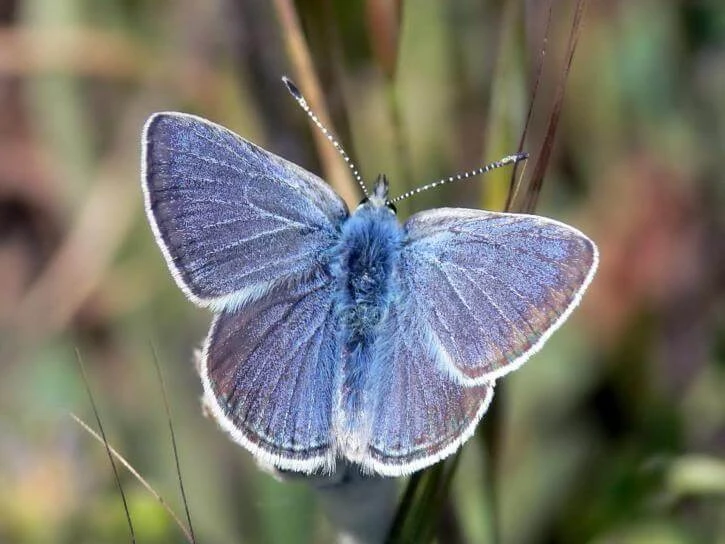 Powdery mission blue butterfly with fine textures posing on tall grasses in a natural setting Flying