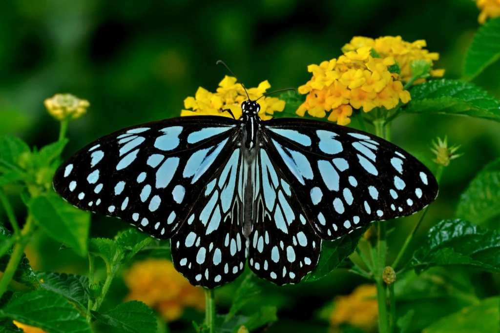 Distinctive black and white butterfly, reminiscent of the Blue Monarch pattern, perched amidst bright yellow flowers and lush greenery