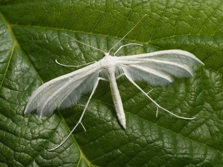 The Comprehensive Guide to White Moths: Types, Meanings, and Symbolisms