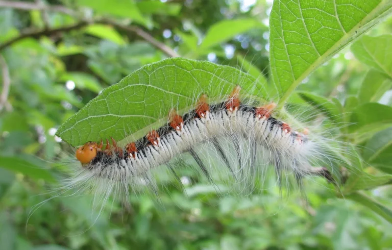 White Caterpillar Explained: Species, Features & Poisonous Signs
