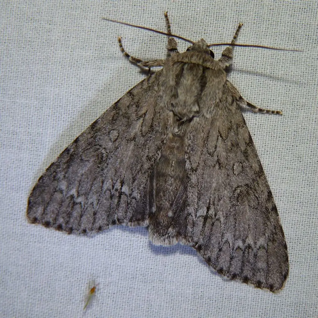 american-dagger-moth-image