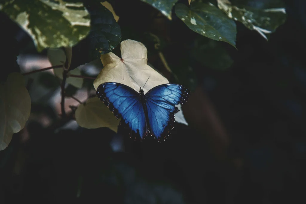 black and blue buterfly meaning