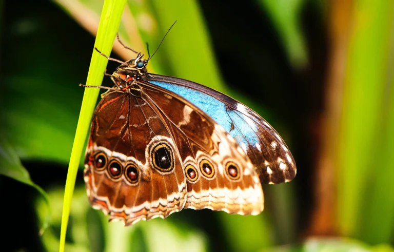 Black And Blue Butterfly: Spiritual Symbolism & Meaning