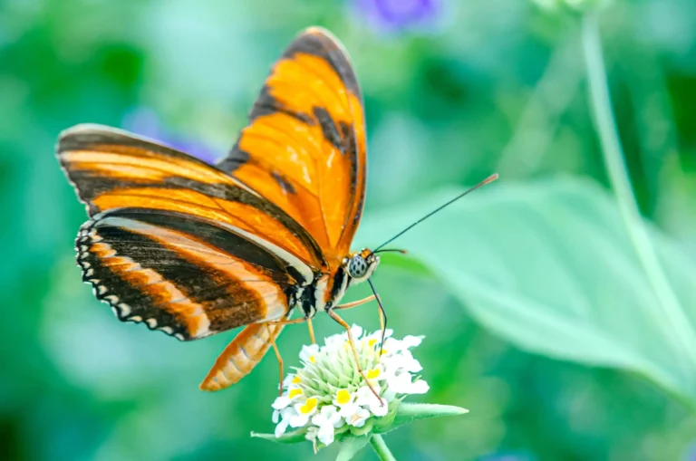 The Ultimate Guide To Black and Orange Butterfly Meaning, Symbolism & Spirituality!