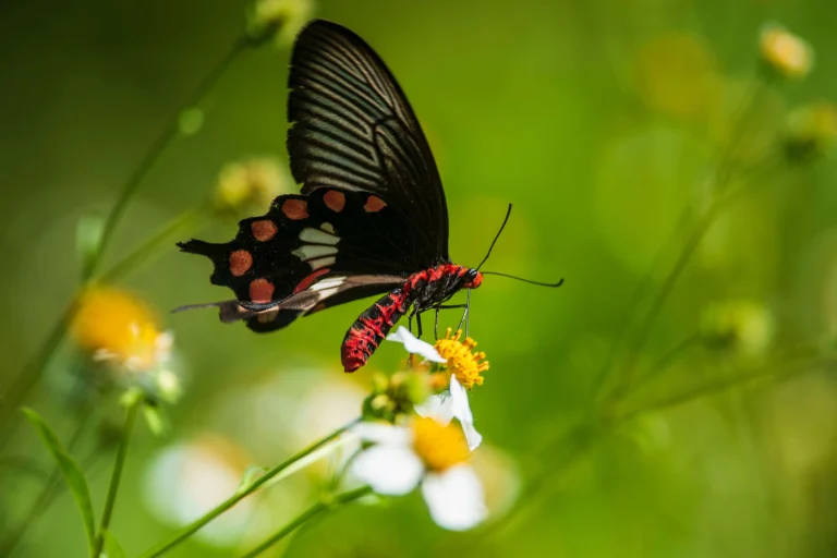 Black Butterfly Meaning Guide: Unraveling the Deep Symbolism