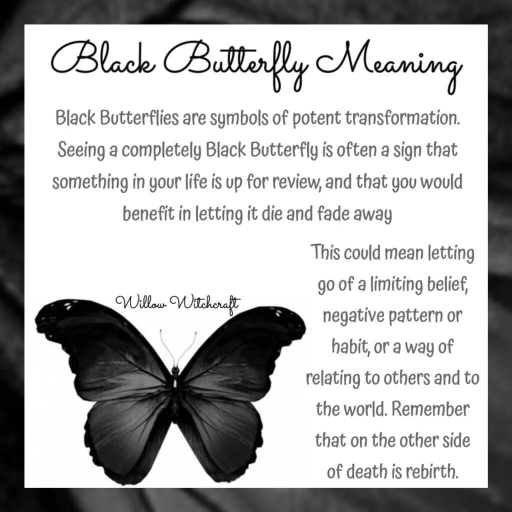 explaining black butterfly meanings on paper