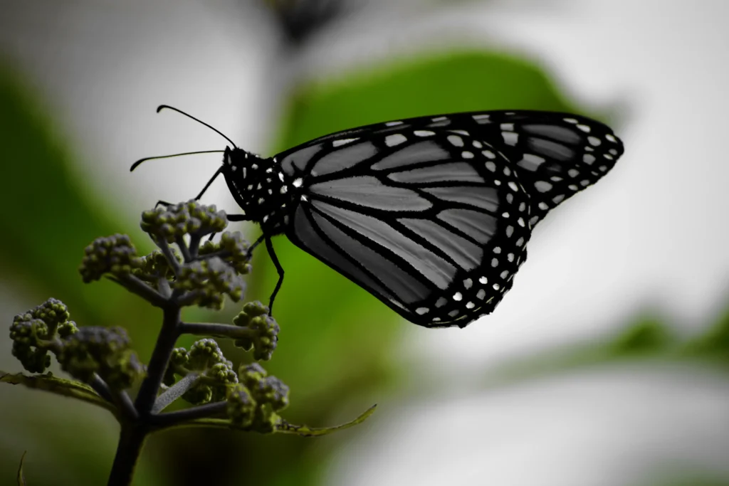 black monarch butterfly with white spots on flower