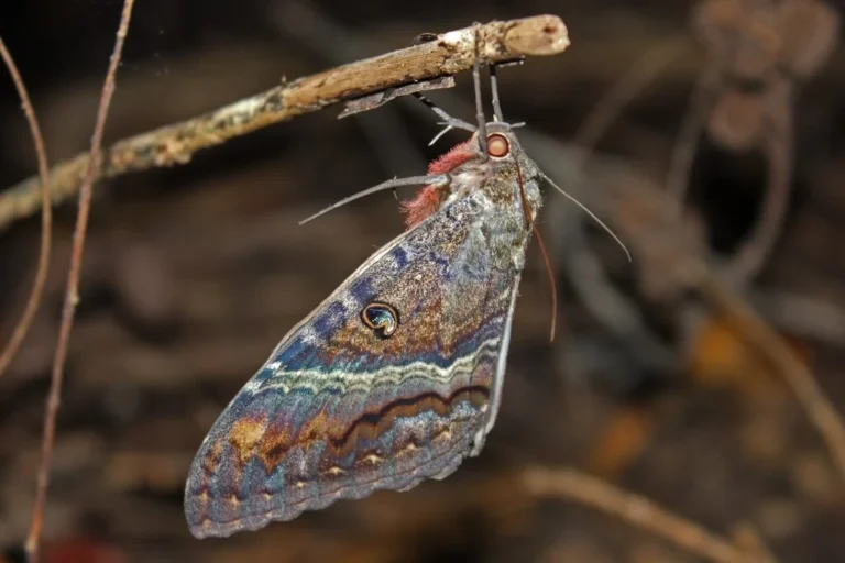 Complete Guide To Texas Moths: Types, Diversity & Cultural Significance