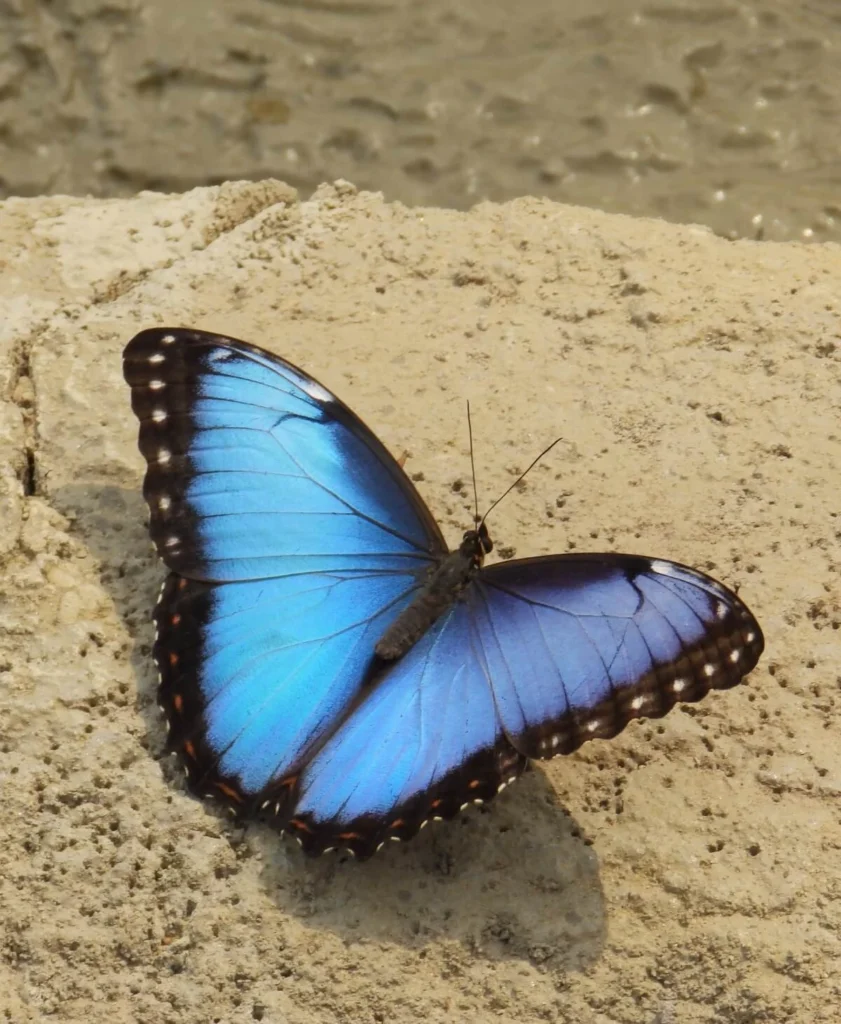 Morpho butterfly perched on a textured rock surface under sunlight