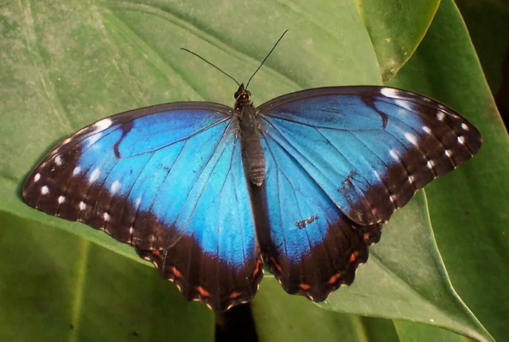 Close-up of a Blue Monarch-inspired Morpho butterfly showcasing its iridescent wings, set against a green leaf backdrop