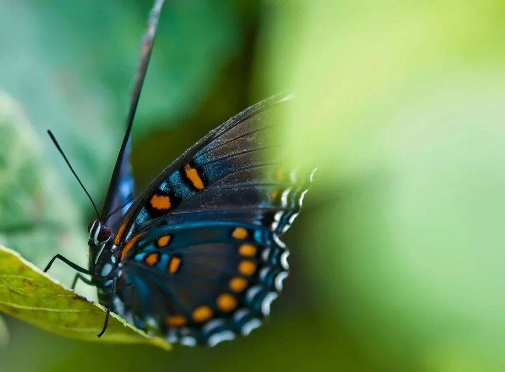 Intricate butterfly with black, blue, and orange patterns delicately resting on a green leaf