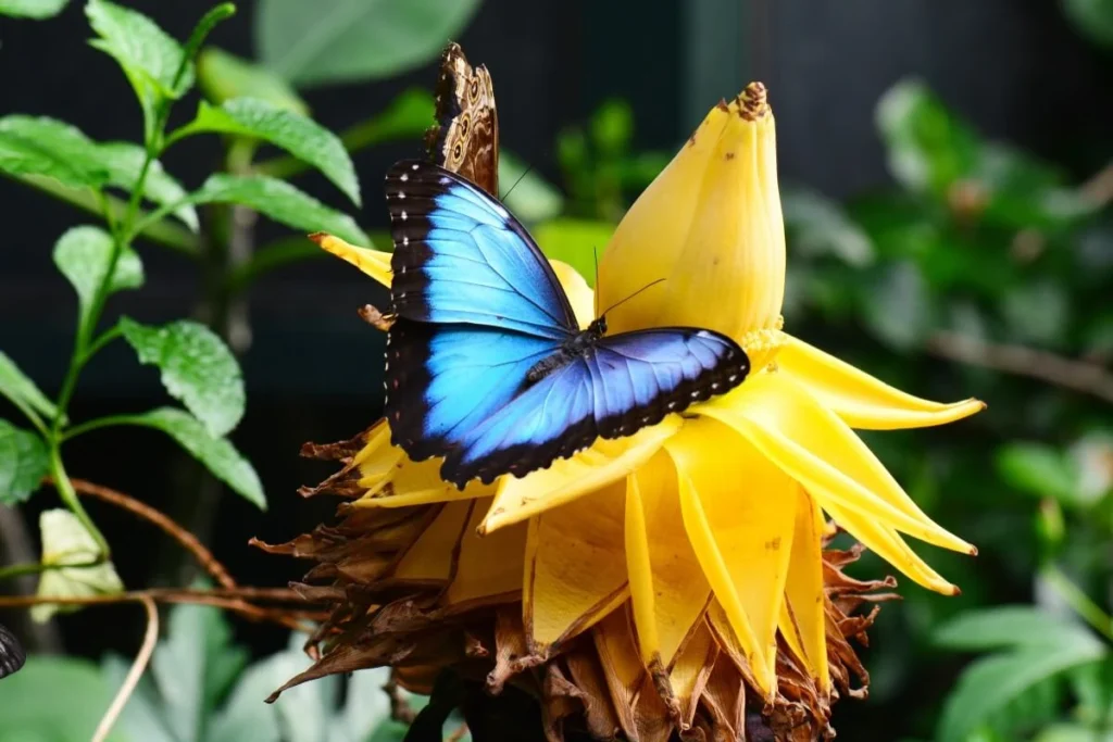 Blue Monarch-inspired Morpho butterfly resting on a vibrant yellow flower with green leaves in the background