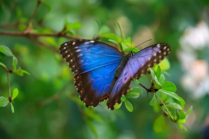 Iridescent blue butterfly poised gracefully on delicate branches amidst a green backdrop
