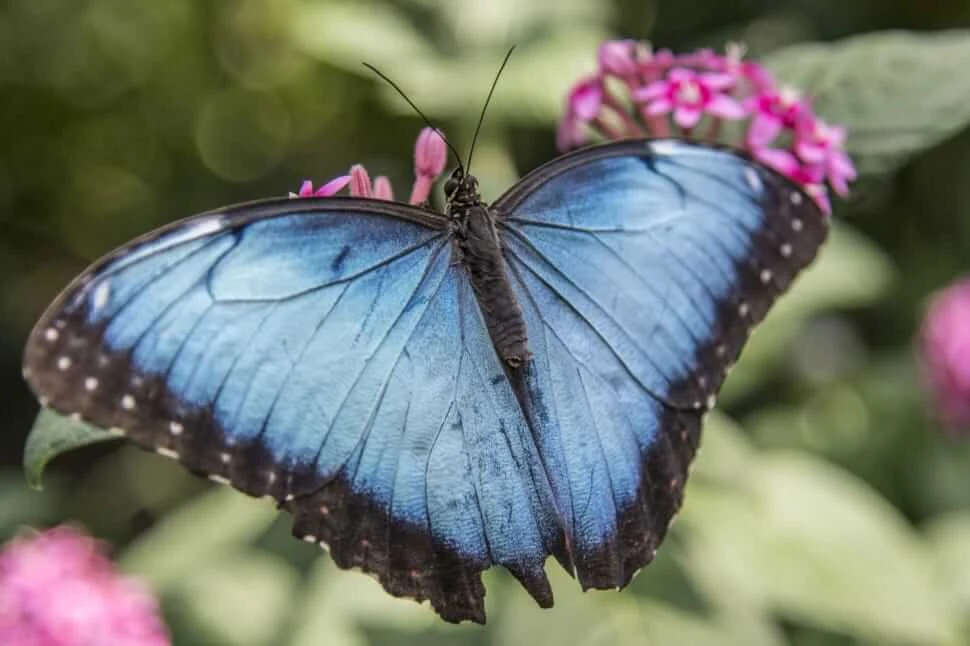 Radiant Blue Morpho butterfly displaying its iridescent wings while resting amidst pink flowers