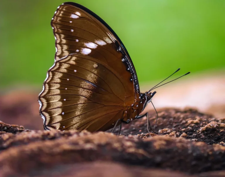 Brown Butterfly Meaning & Spiritual Symbolism: In-Depth Guide