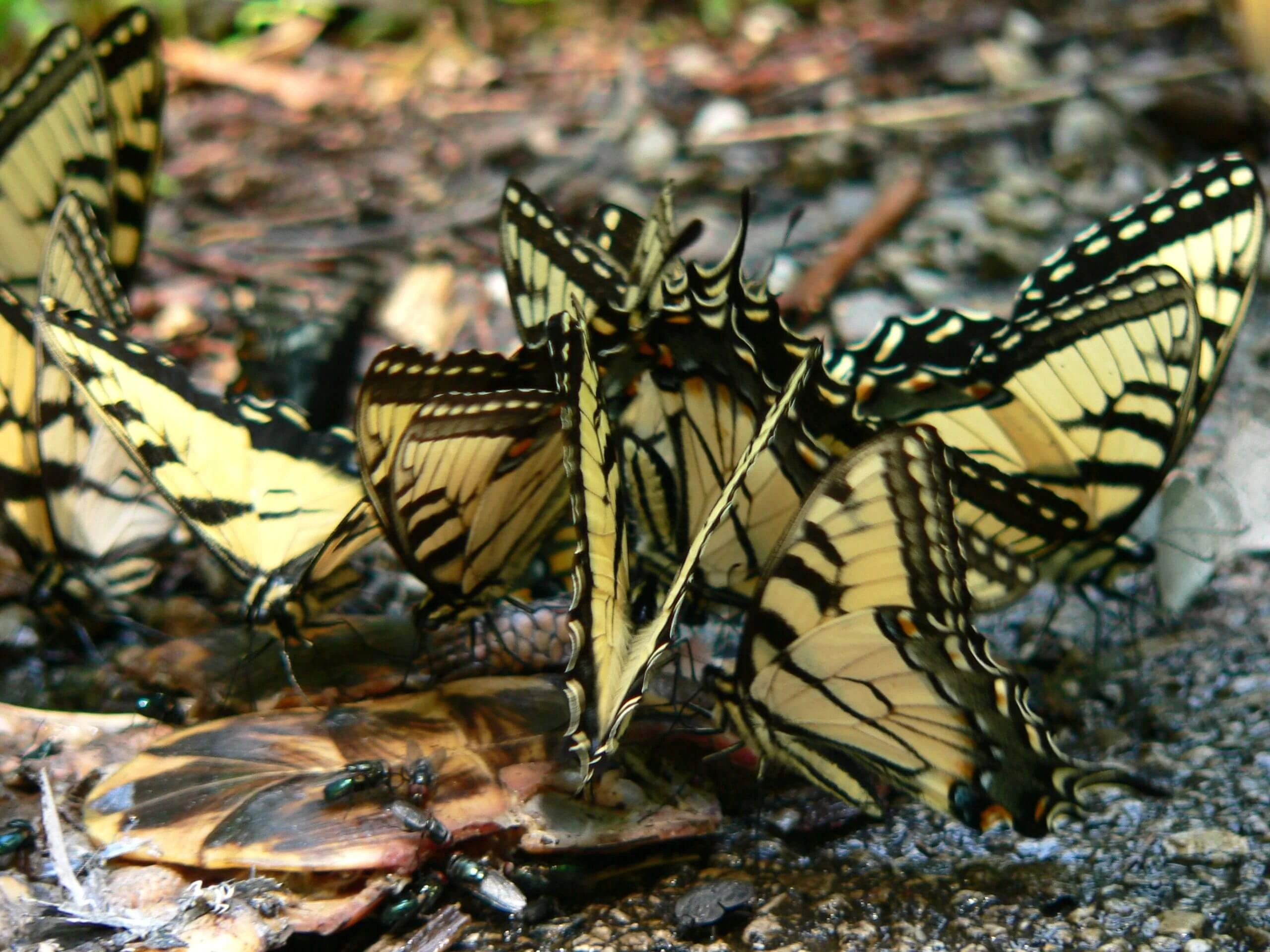 butterflies eating meat