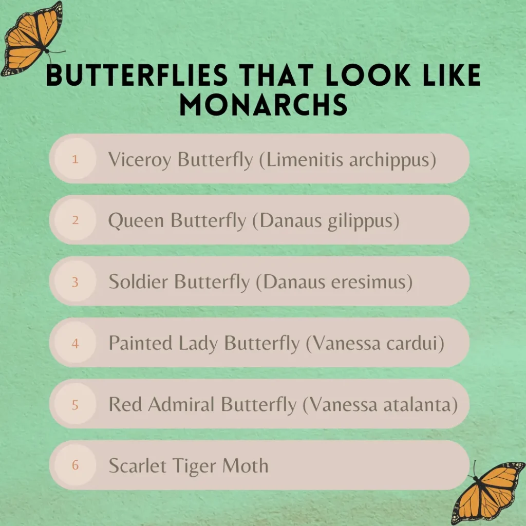 butterflies that look like monarchs written on the image