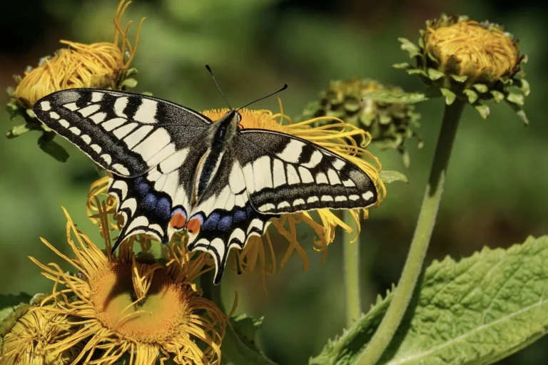 Why Are Butterflies Called Butterflies? History & Origins