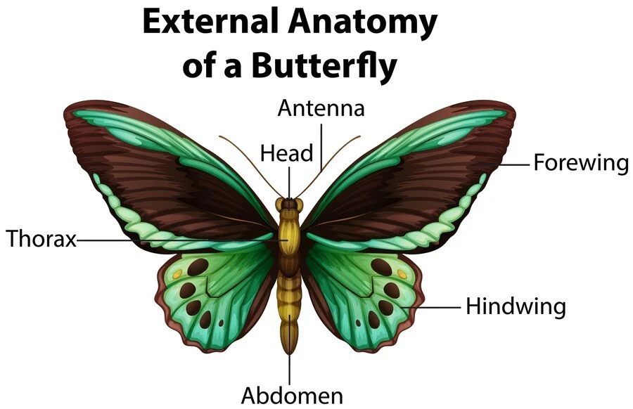 butterfly anatomy