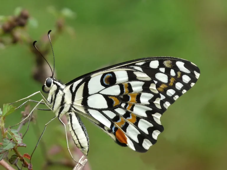 Explore Lime Butterfly (Papilio demoleus): A Detailed Guide