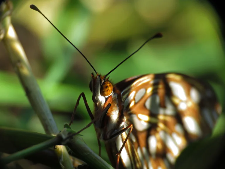 Butterfly Antenna Detailed Guide: Insights & Amazing Facts