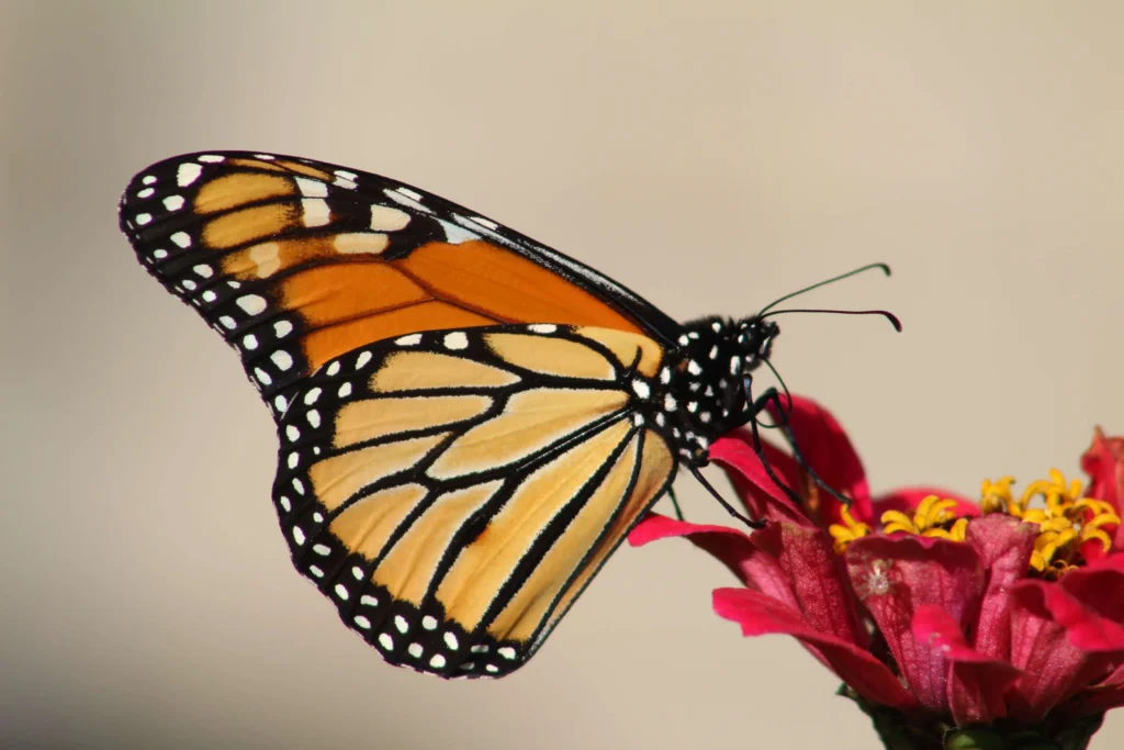 butterfly identification