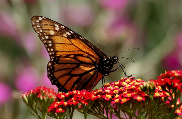 How Many Legs Does a Butterfly Have? A Complete Guide