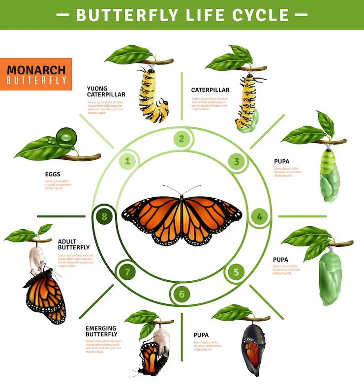 butterfly life cycle guide