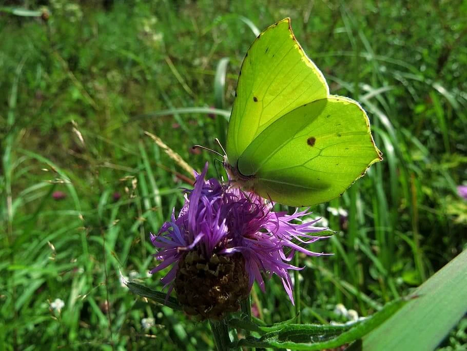 green butterfly eating flower nectar